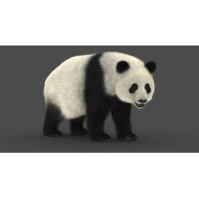 Giant Panda (2) (Rig) (Fur) 3D model